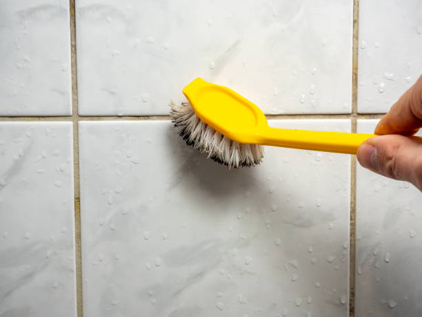 Best Toxic Mold Removal  in Berwyn, IL