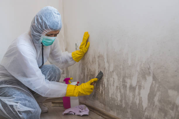 Best Toxic Mold Removal  in Berwyn, IL