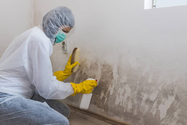 Mold Removal and Inspection in Berwyn, IL
