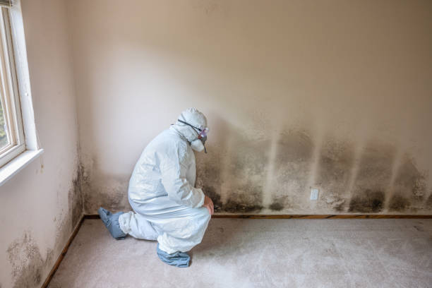Best Mold Testing  in Berwyn, IL
