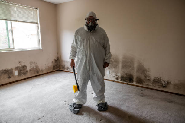 Best Attic Mold Removal  in Berwyn, IL