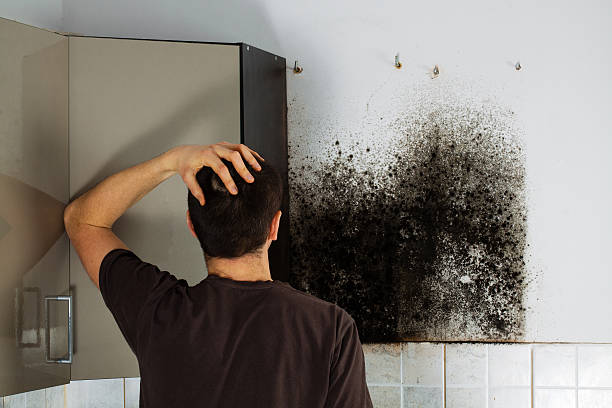 Best Black Mold Removal  in Berwyn, IL