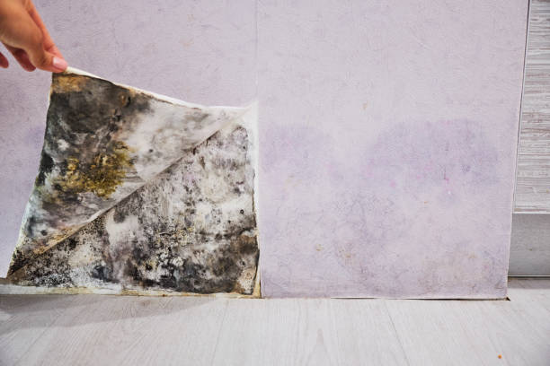Best Mold Removal and Inspection  in Berwyn, IL